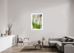 70 x 105 cm, White Maple 20 mm snowdrops