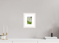 10 x 15 cm, White Maple 20 mm snowdrops