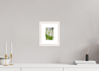10 x 15 cm, White Maple 20 mm snowdrops