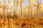 Main image Golden Aspen Trees
