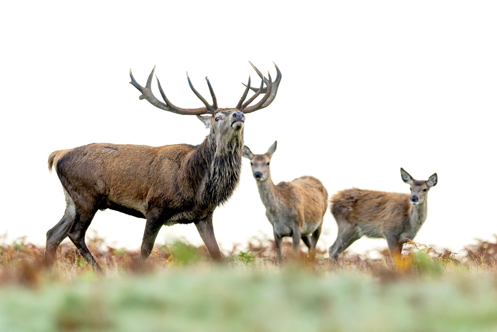 Main image Deer Rut