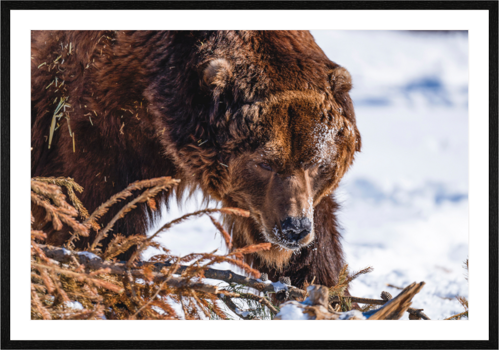 Main image Alaskan Bear