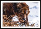 Alaskan Grizzly Bear Wall Art Example - Perfect Captures Photography