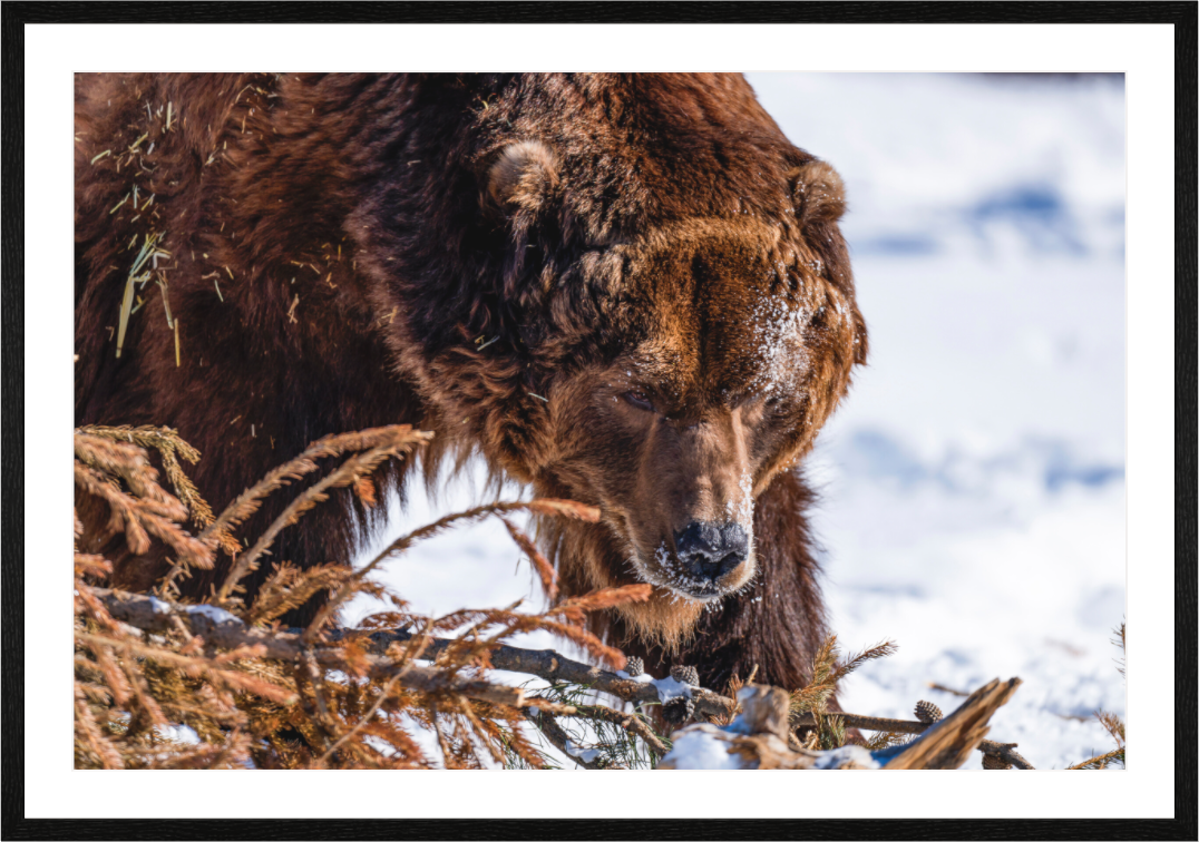 Main image Alaskan Bear
