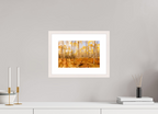 30 x 20 cm, White Maple 20 mm Golden Aspen Trees Fine Art