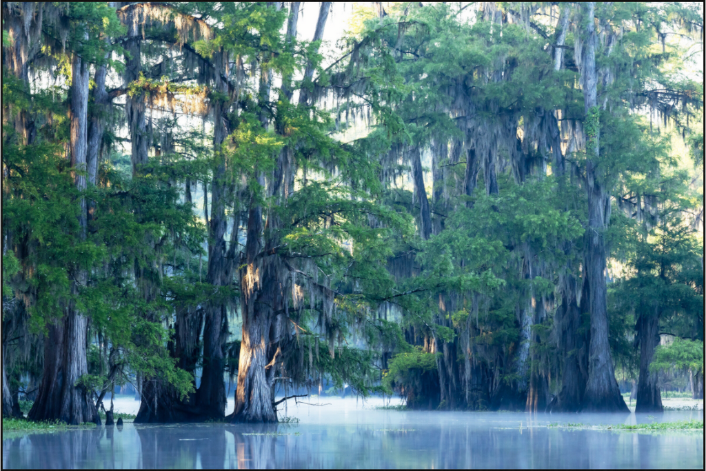 Main image The Mystery of Caddo Lake Fine Art