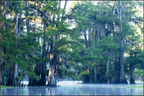Main image The Mystery of Caddo Lake Fine Art