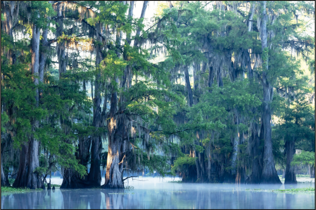 Main image The Mystery of Caddo Lake Fine Art