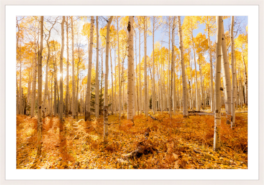 Main image Golden Aspen Trees Fine Art