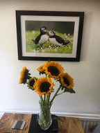 Puffin Love Fine Art Wall Art