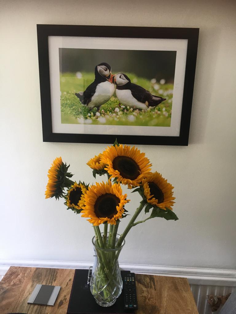 Puffin Love Fine Art Wall Art