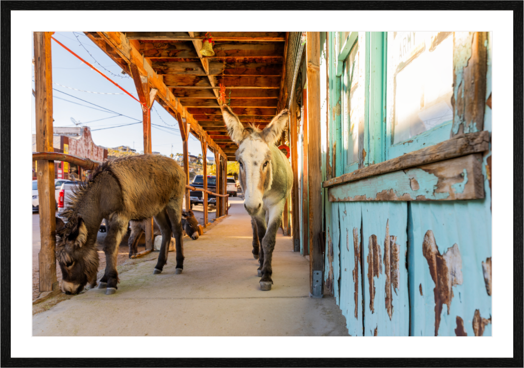 Main image Burros of Oatman