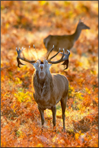 Main image deer rut
