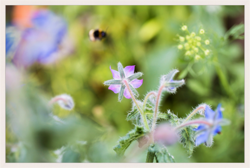 Main image Dreamy Bee