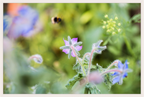 Main image Dreamy Bee