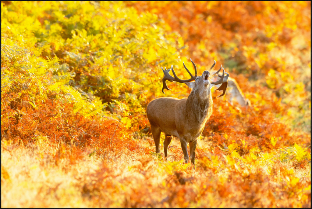 Main image deer