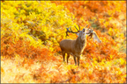 Main image deer
