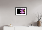 45 x 30 cm, Black Frames Pink Petals