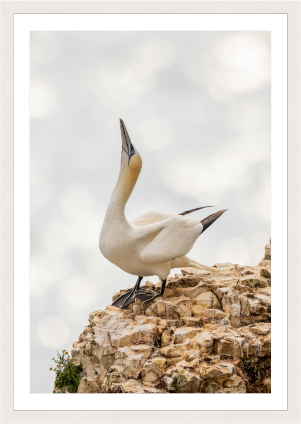 Main image Gannet Strut