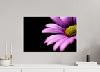 60 x 40 cm, Photo Print Under Acrylic Glass Pink Petals
