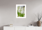 40 x 60 cm, White Maple 20 mm snowdrops