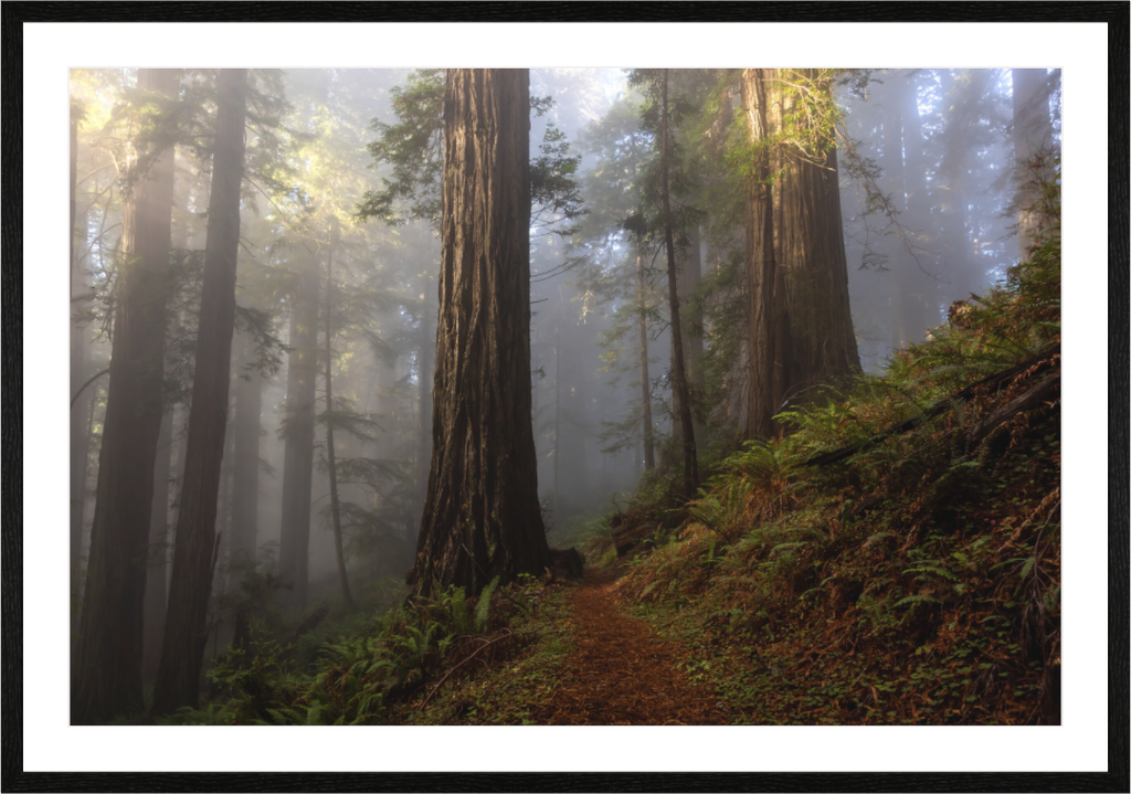 Main image Misty Redwood