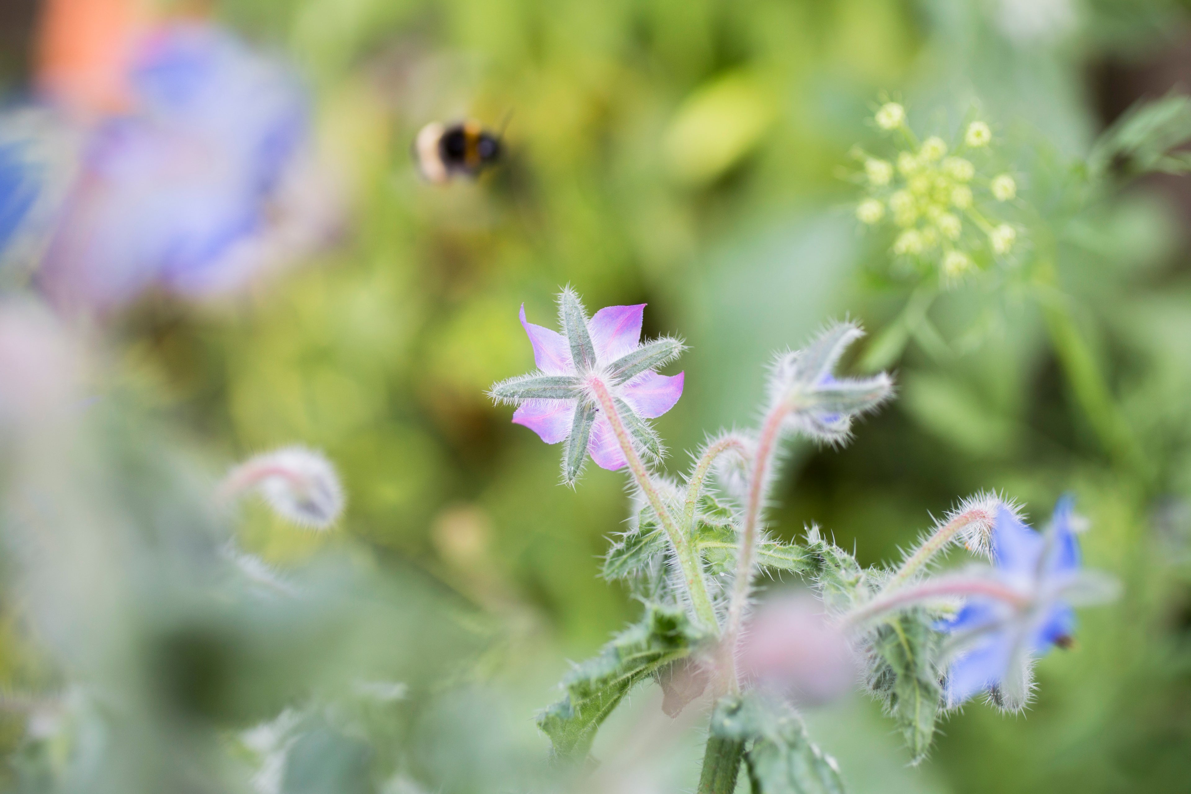 Main image Dreamy Bee