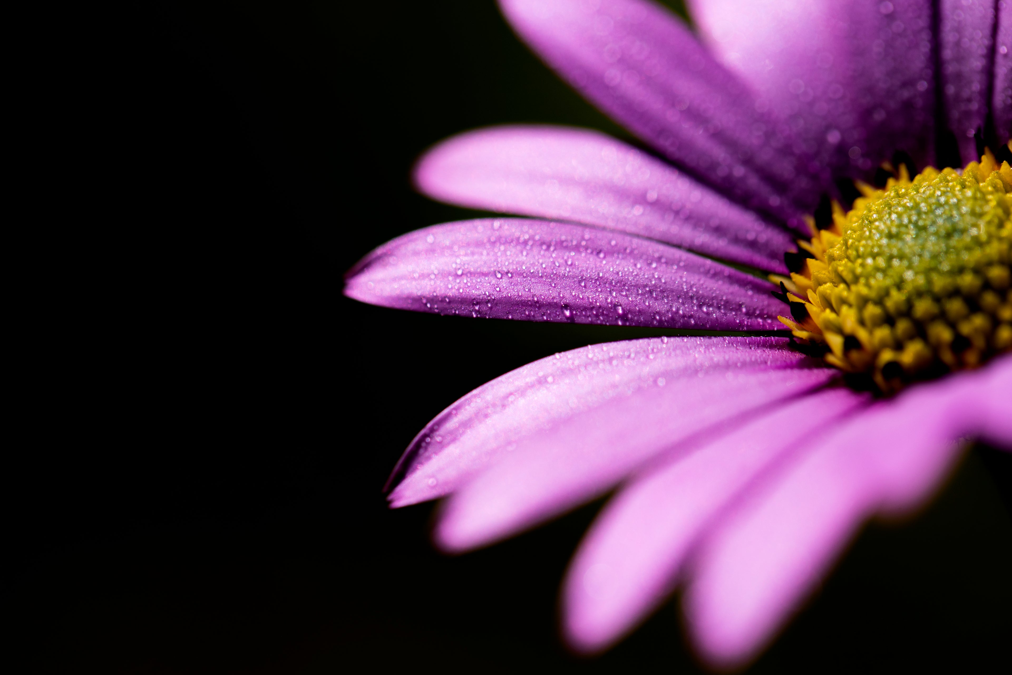 Main image Pink Petals