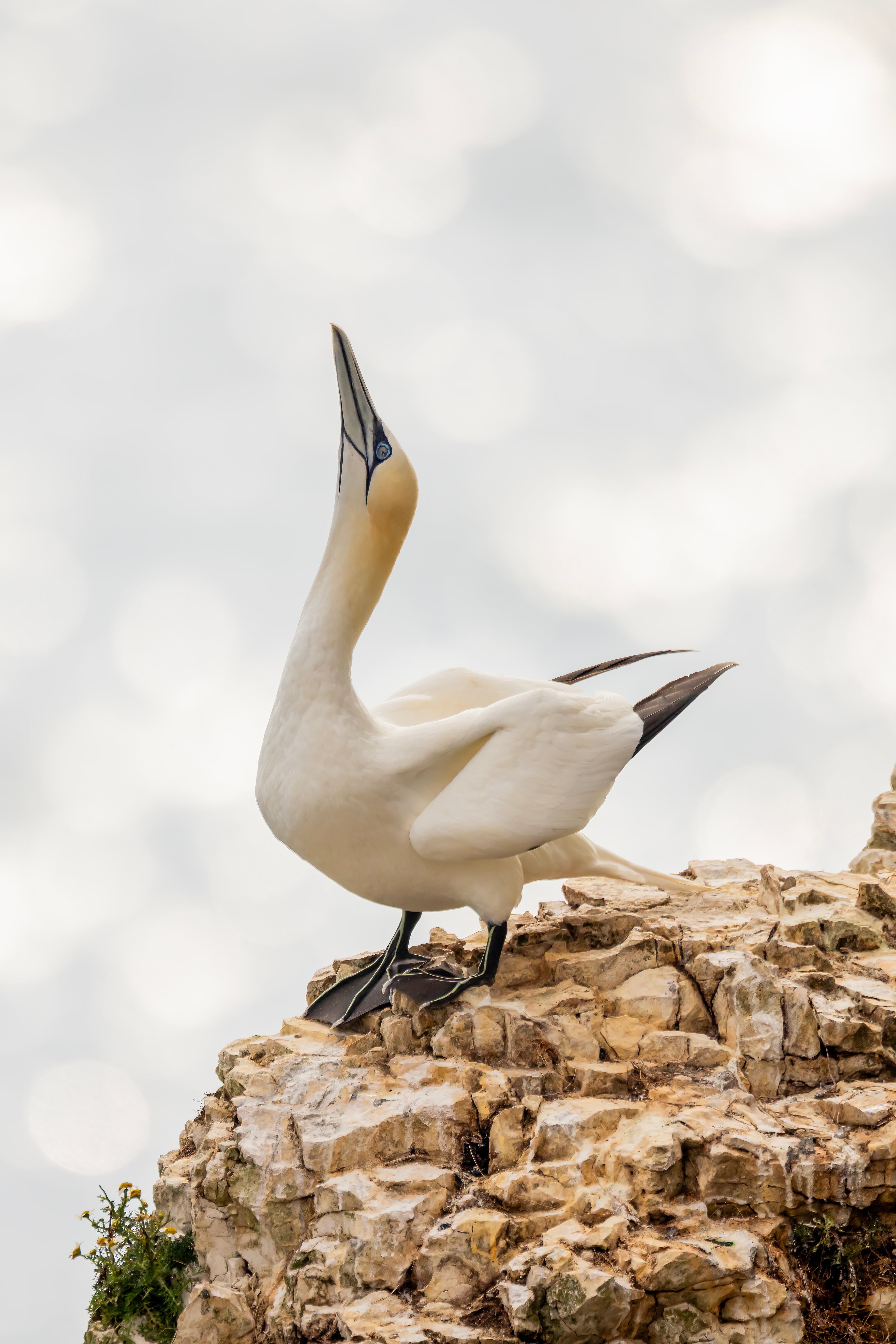 Main image Gannet Strut