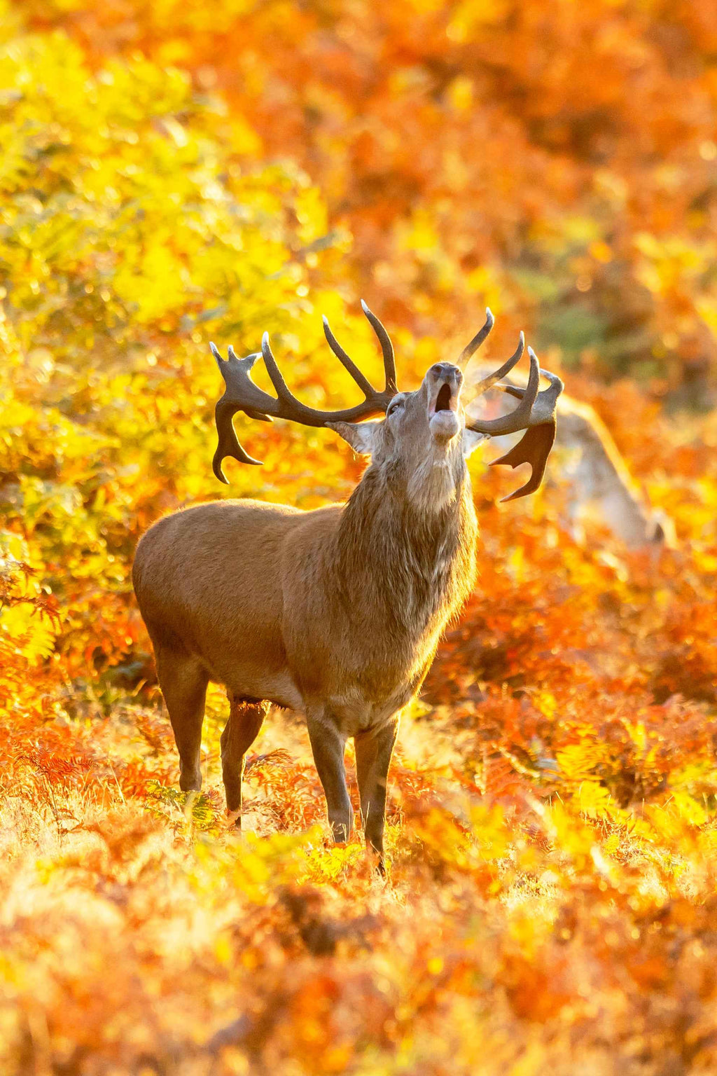 Roaring Stag Fine Art Photography Print