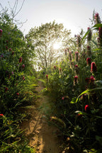 Wild Flowers