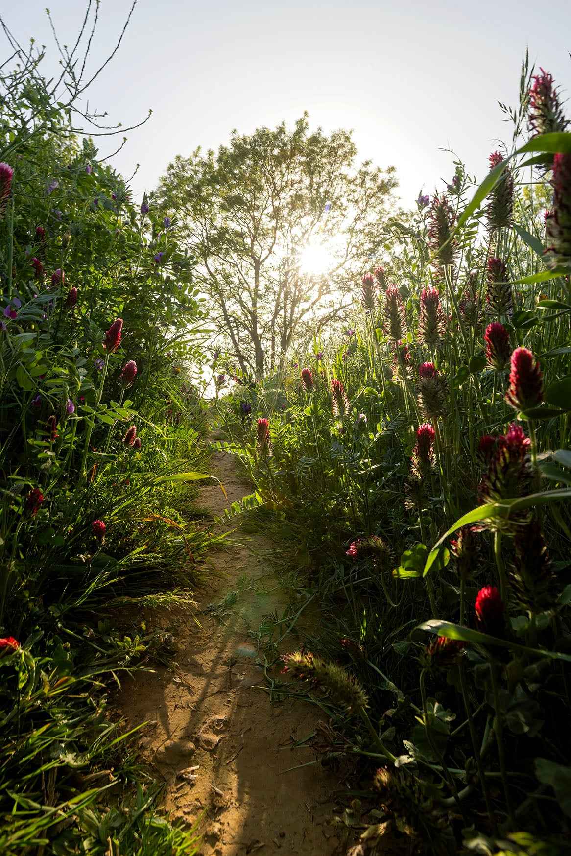 Wild Flowers