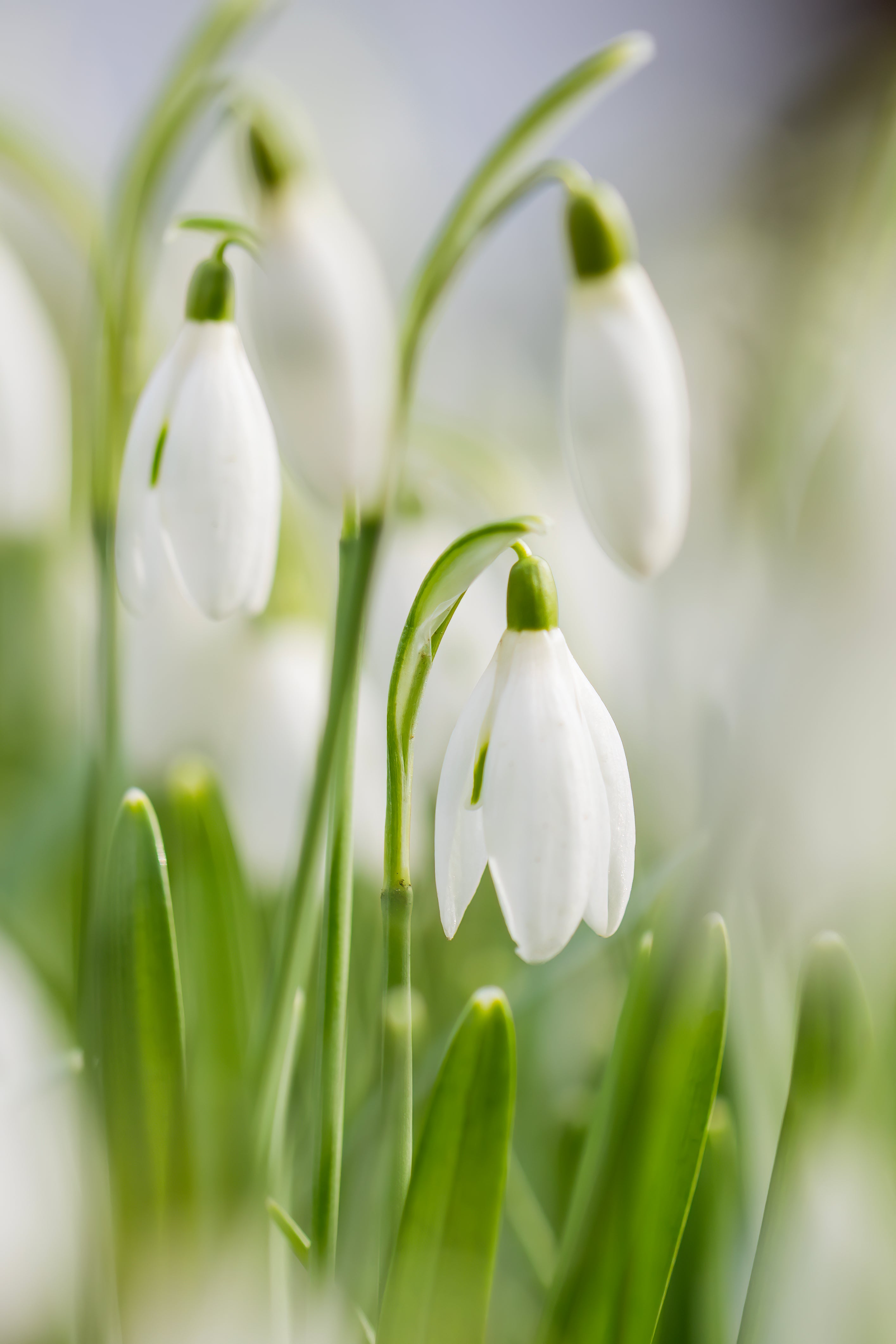 Snowdrops Fine Art