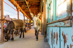 Burros of Oatman Arizona Route 66 Fine Art Wall Art