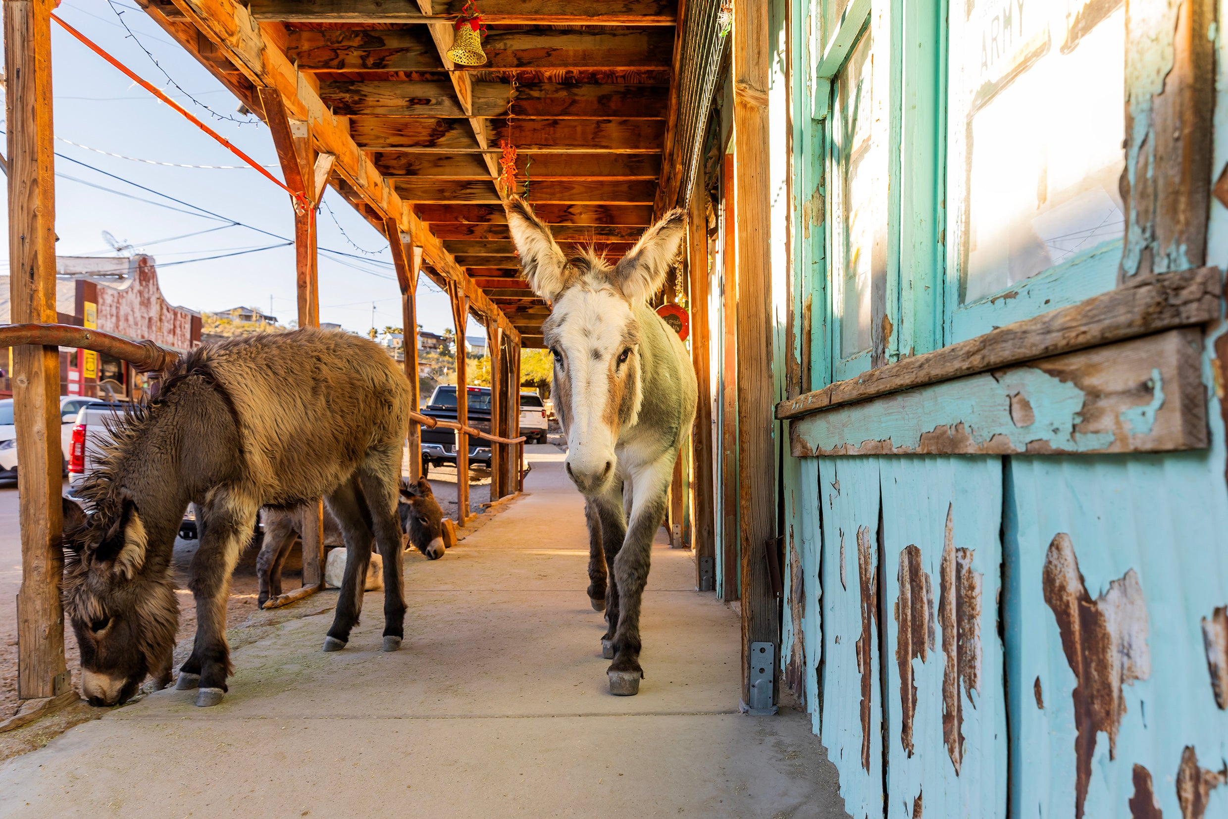 Burros of Oatman