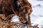 Alaskan Grizzly Bear - Perfect Captures Photography