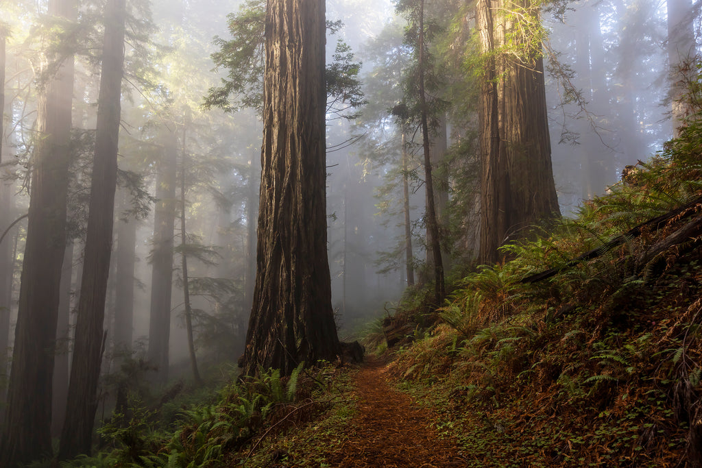 Main image Misty Redwood Forest