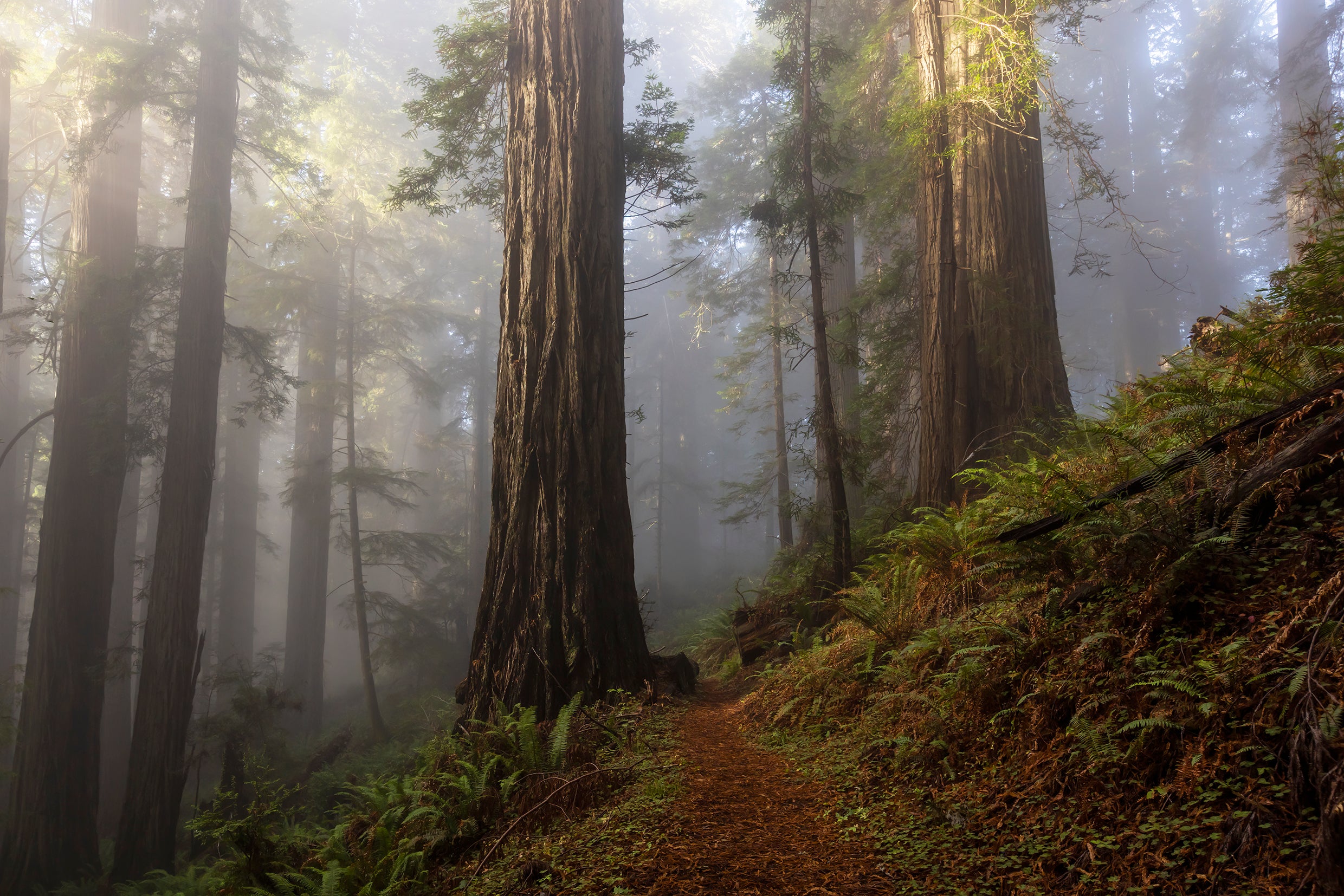 Main image Misty Redwood Forest