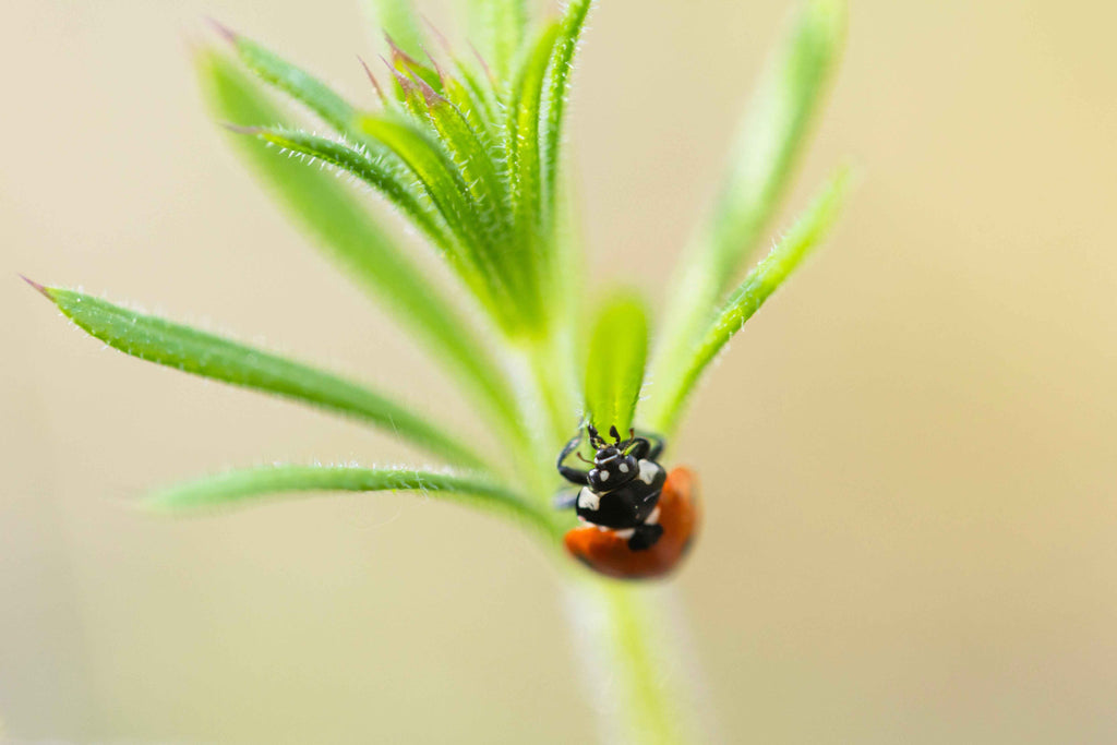 LadyBug