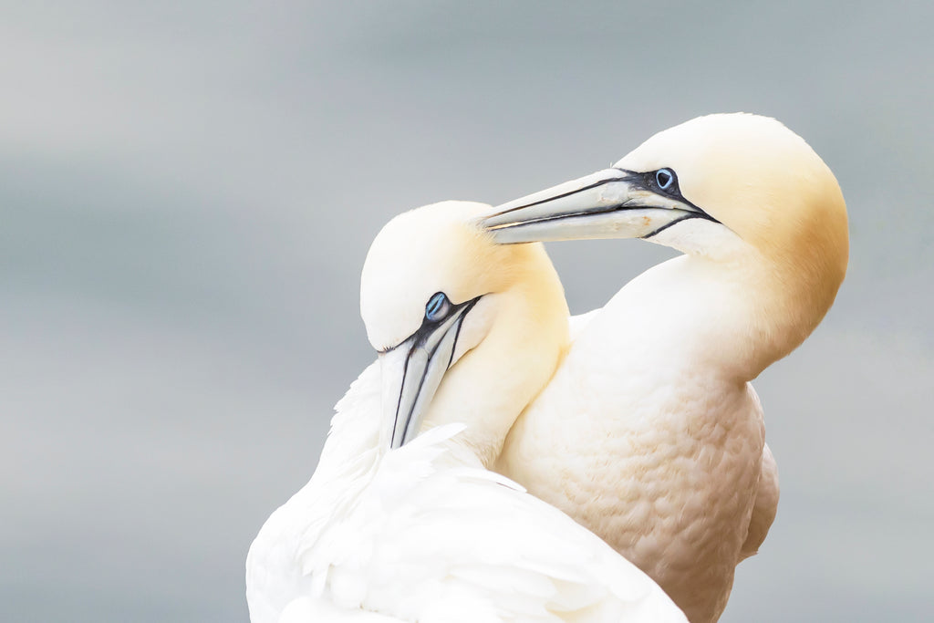 Main image Gannet Love