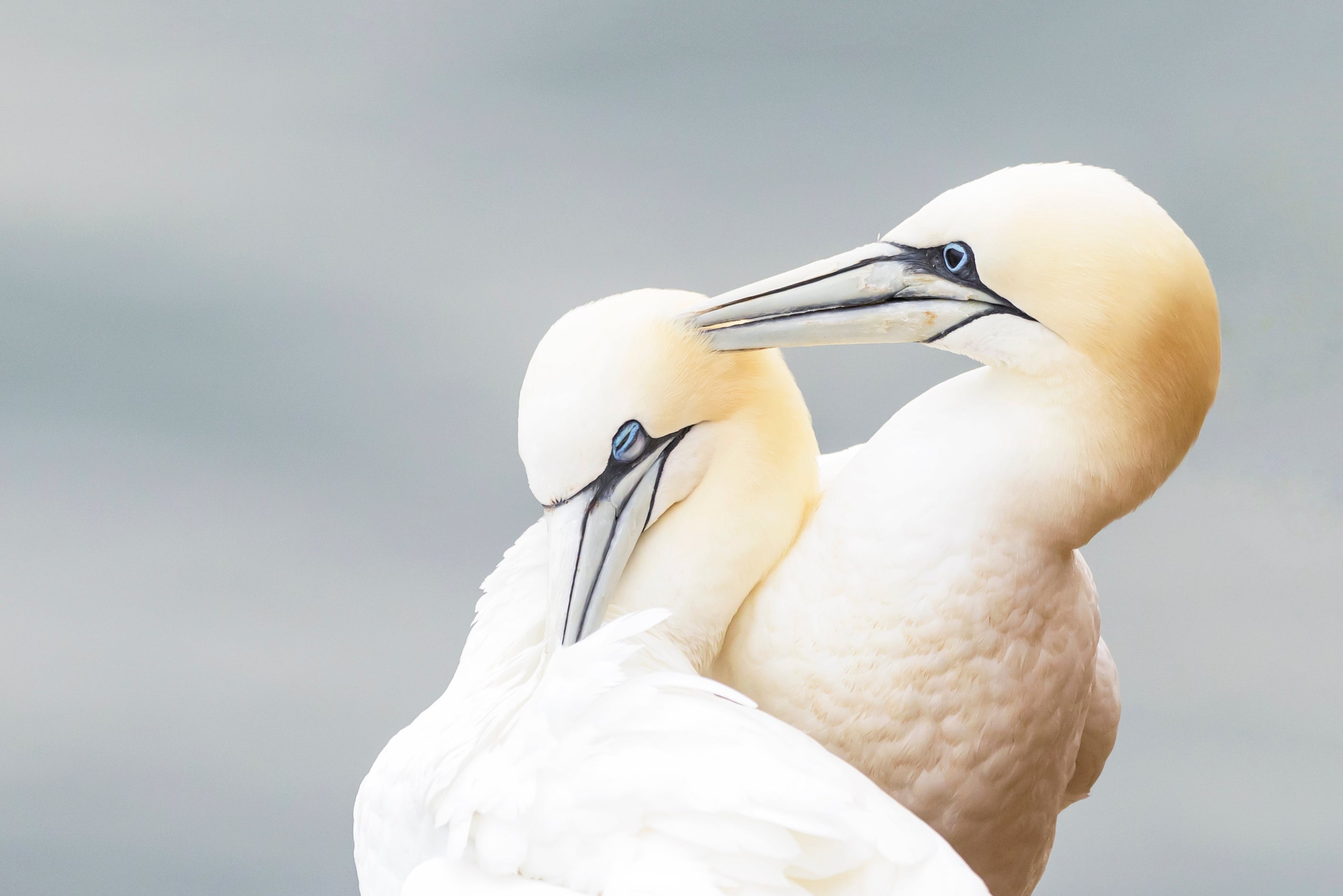 Main image Gannet Love