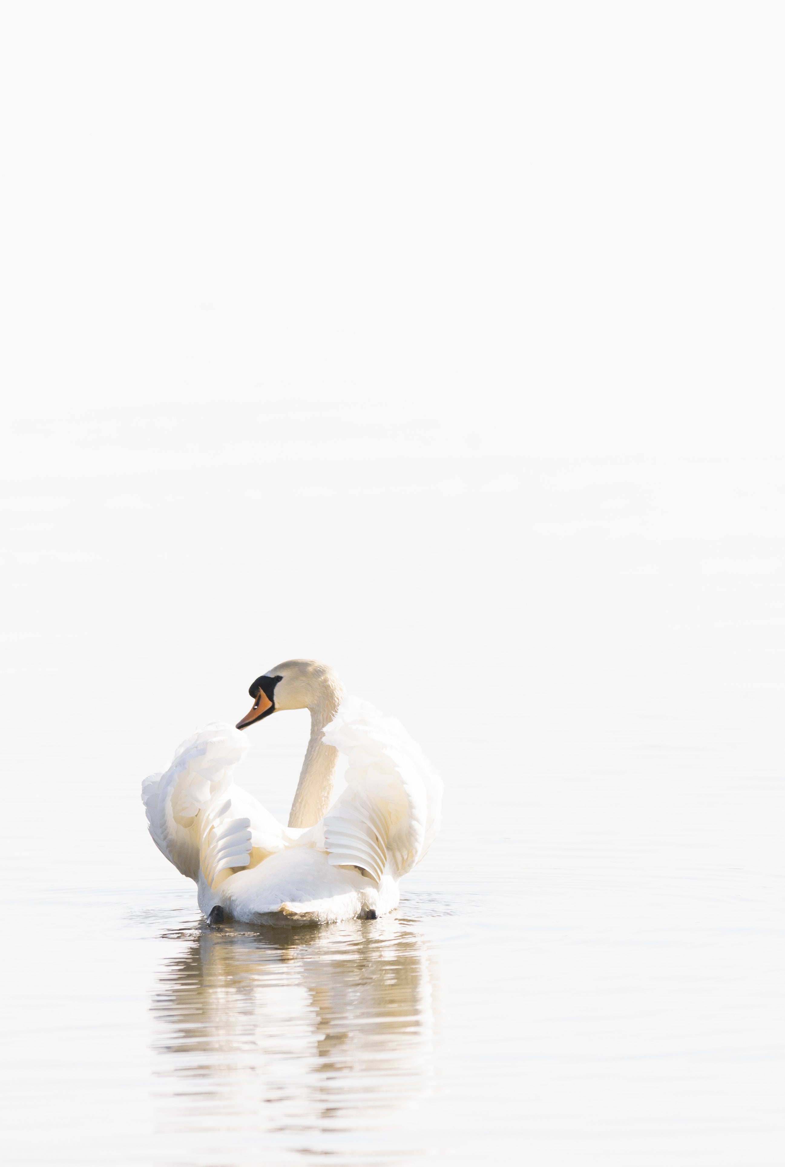 Main image Swan at Dawn