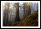 Main image Redwood