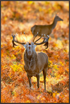 Main image Deer R