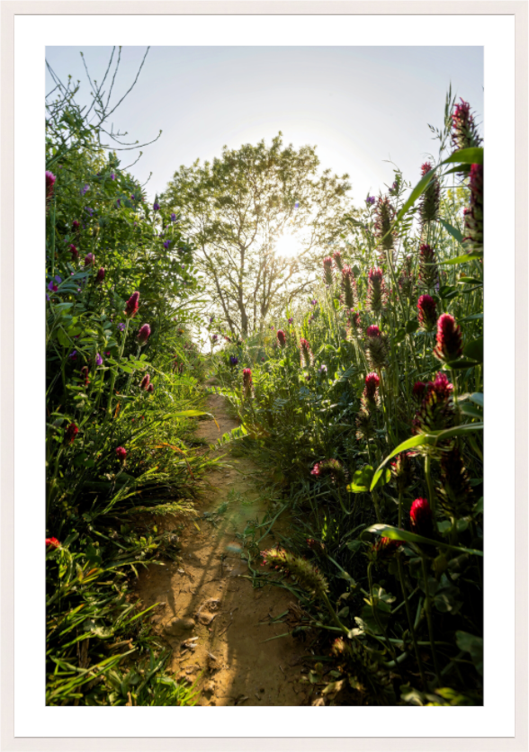 Wild Flowers