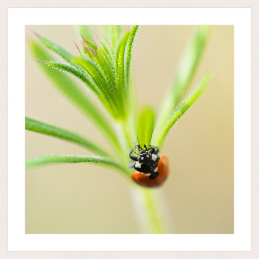 LadyBug