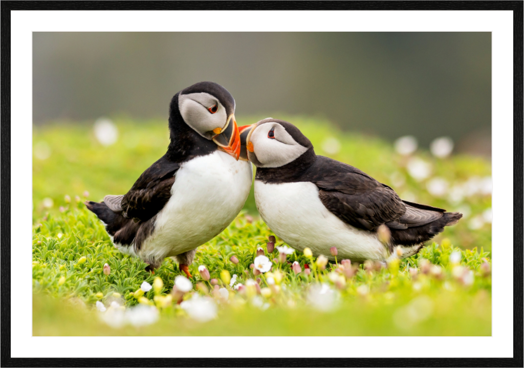 Main image Puffin Love