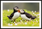 Main image Puffin Love