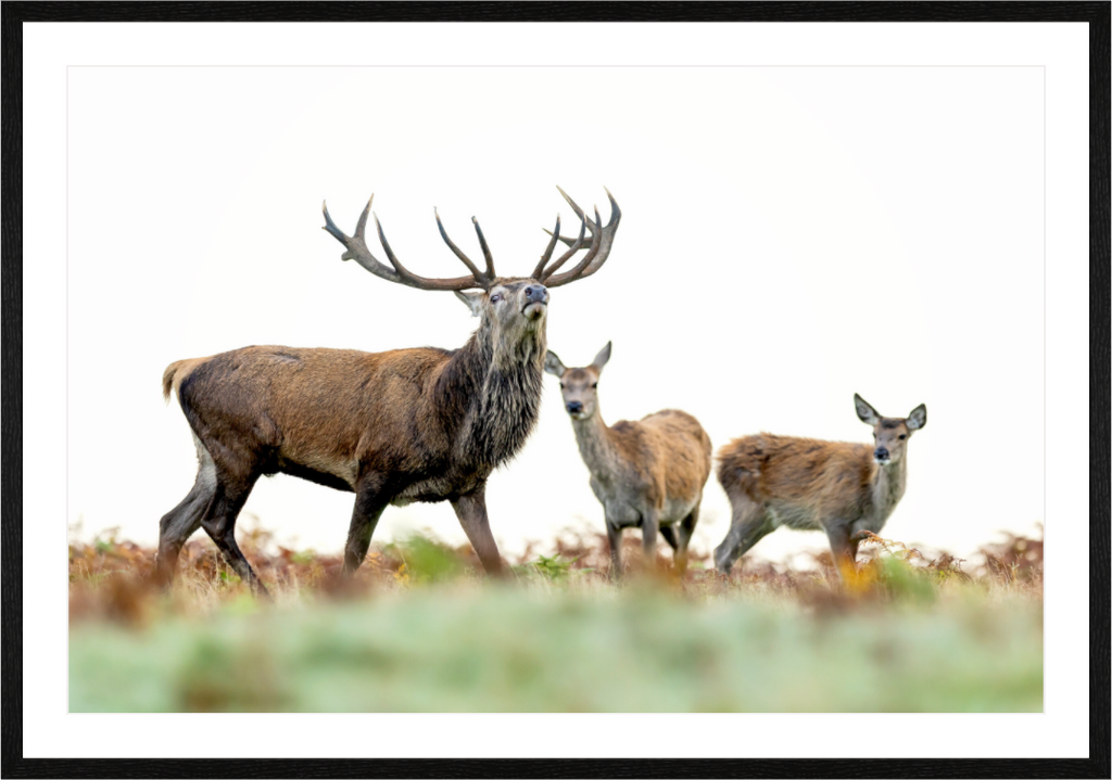 Main image Deer Rut