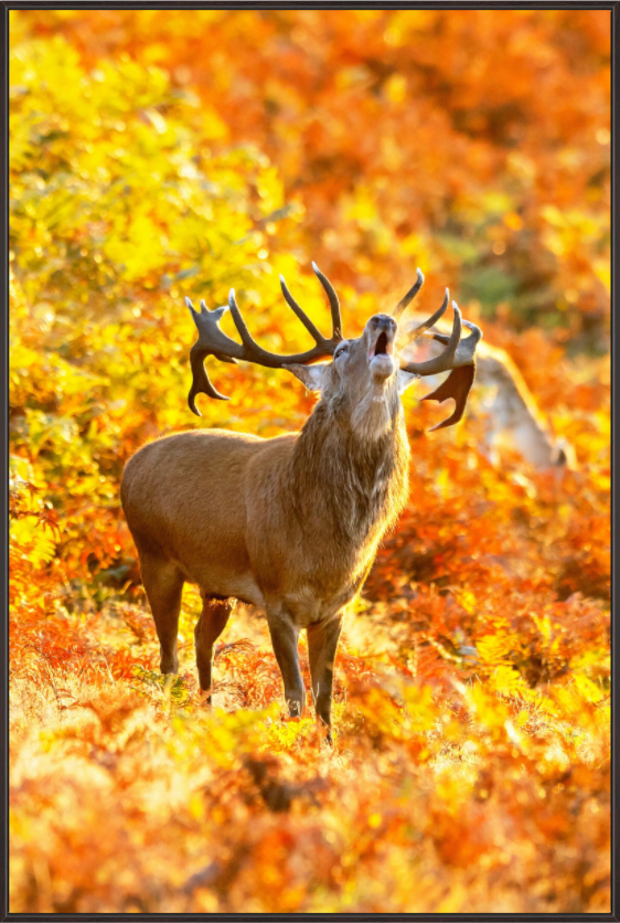 Main image deer